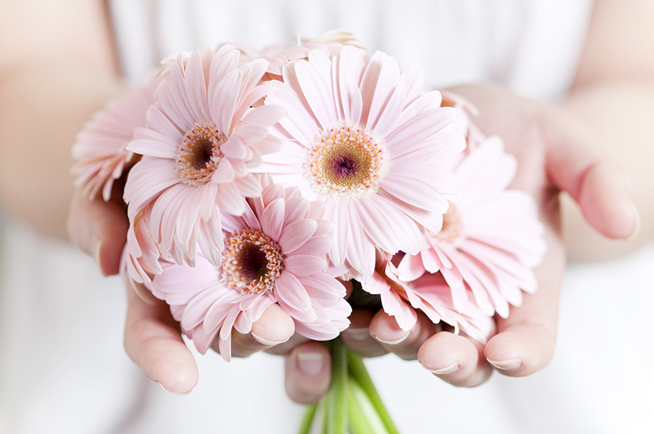 Gerberas_Hands_Pink_456057.jpg