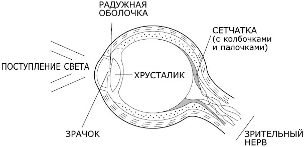 рис -13.png