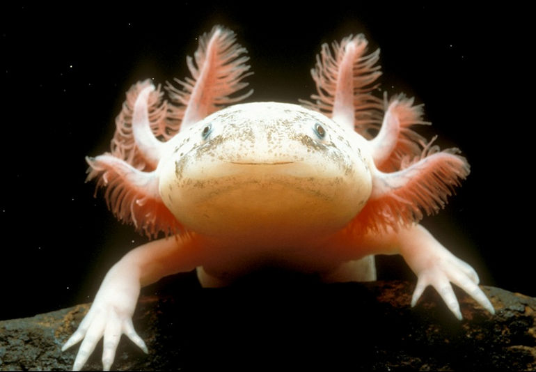 axolotl-4.jpg
