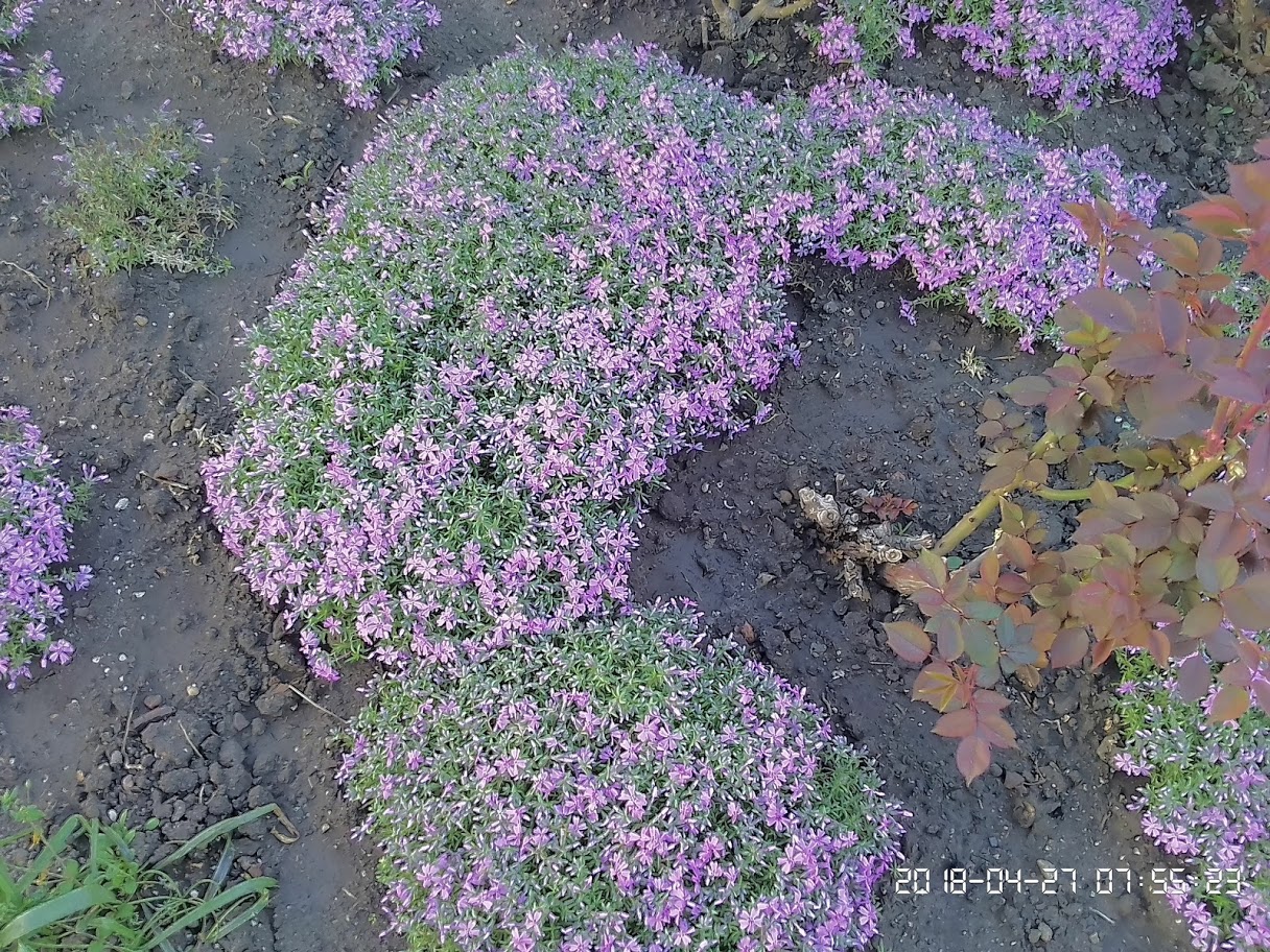 IMG_20180427_075521.jpg