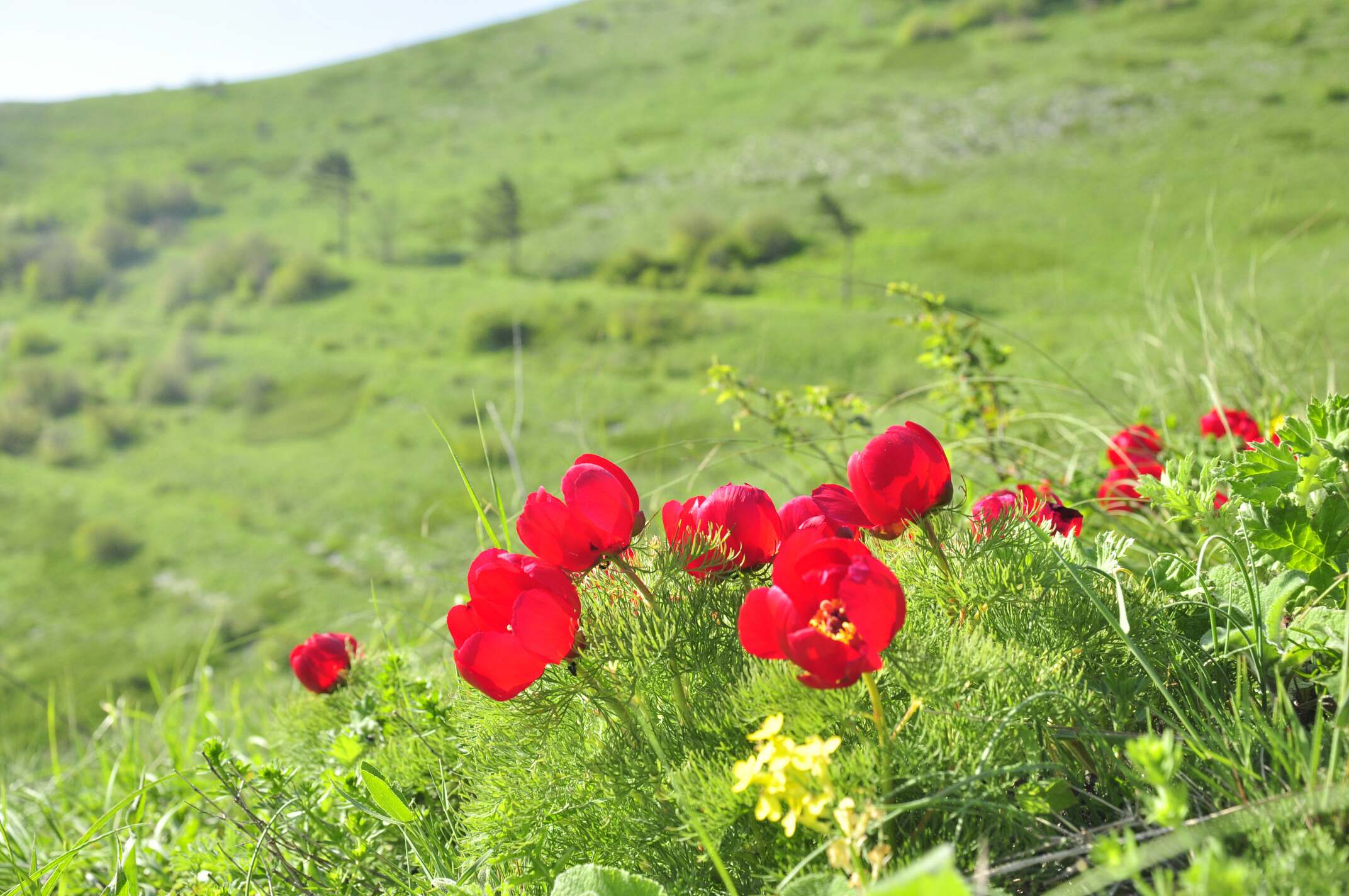 _DSC0193_compress81.jpg